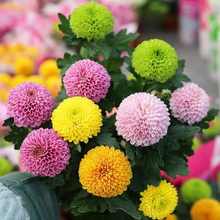 Load image into Gallery viewer, Ping-pong Chrysanthemum Seeds