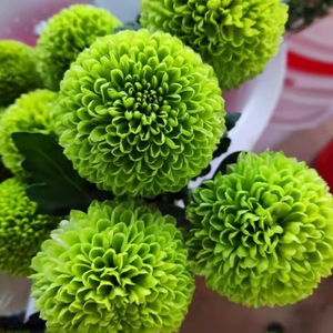 Ping-pong Chrysanthemum Seeds