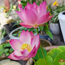 Load image into Gallery viewer, 🌸7 Days germination🌸Last Day Sale - 49% OFF💐The Sacred Bonsai Bowl Lotus Flower