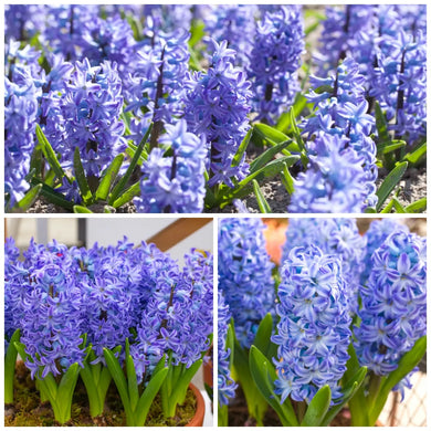 🎉Hot Sale🌷Hyacinth Bulbs