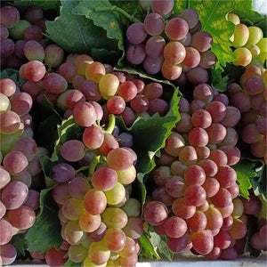 Midknight Beauty Grapes Plant- Giant Rose (Rose scented)- 98% Germination🔥