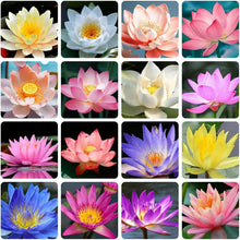 Load image into Gallery viewer, 🌸7 Days germination🌸Last Day Sale - 49% OFF💐The Sacred Bonsai Bowl Lotus Flower