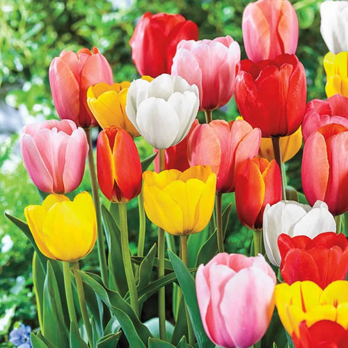 Mixed Tulips Triumph Rainbow Tulip Bulbs