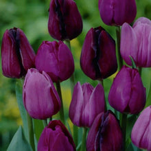 Load image into Gallery viewer, Purple Tulip Flower Bulbs