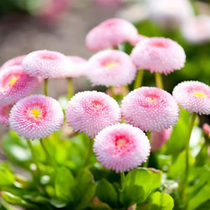 Ping-pong Chrysanthemum Seeds