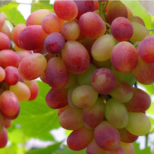 Load image into Gallery viewer, Midknight Beauty Grapes Plant- Giant Rose (Rose scented)- 98% Germination🔥