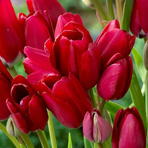 🎉Hot Sale🌷Multiflora Tulip Bulbs (Club Series)