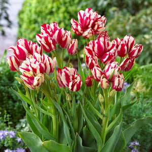 🎉Hot Sale🌷Multiflora Tulip Bulbs (Club Series)