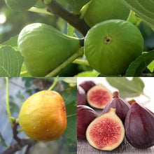 Load image into Gallery viewer, Fig Tree Cuttins(Ficus carica), Sweet Fruit Shrub