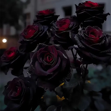 Load image into Gallery viewer, Rare Black Red Rose Flower Seeds