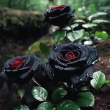 Load image into Gallery viewer, Rare Black Red Rose Flower Seeds