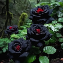 Load image into Gallery viewer, Rare Black Red Rose Flower Seeds