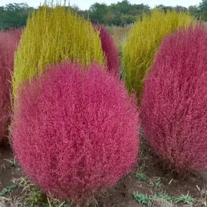 Bonsai Grass Broomsedge