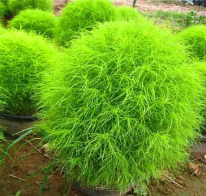 Bonsai Grass Broomsedge