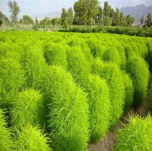 Bonsai Grass Broomsedge