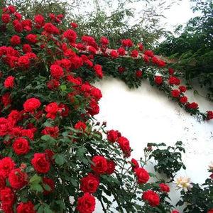 Climbing Rose Seeds