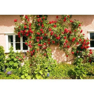 Climbing Rose Seeds