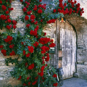 Climbing Rose Seeds