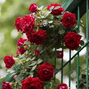 Climbing Rose Seeds