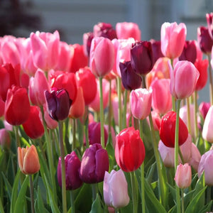 🎉Hot Sale🌷Tulip Bulbs