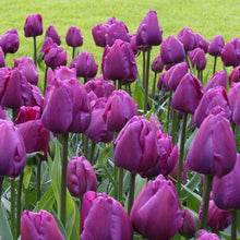 Load image into Gallery viewer, 🎉Hot Sale🌷Tulip Bulbs