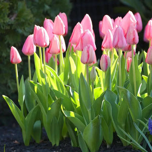 🎉Hot Sale🌷Tulip Bulbs