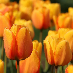 🎉Hot Sale🌷Tulip Bulbs