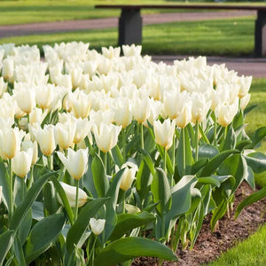 🎉Hot Sale🌷Tulip Bulbs