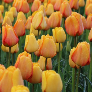 🎉Hot Sale🌷Tulip Bulbs