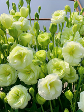 Load image into Gallery viewer, Lisianthus Seeds