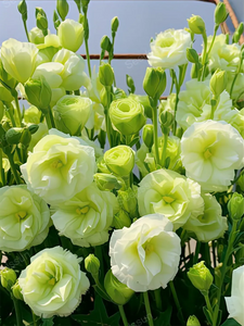 Lisianthus Seeds