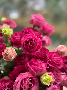 Lisianthus Seeds