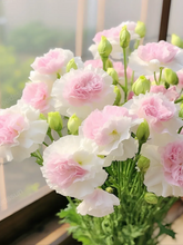 Load image into Gallery viewer, Lisianthus Seeds