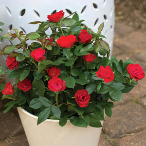 Miniature Rose Seeds