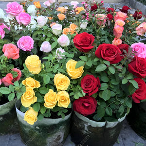 Miniature Rose Seeds