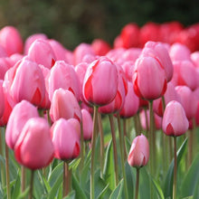 Load image into Gallery viewer, 🎉Hot Sale🌷Tulip Bulbs