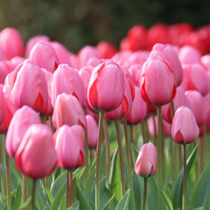 🎉Hot Sale🌷Tulip Bulbs