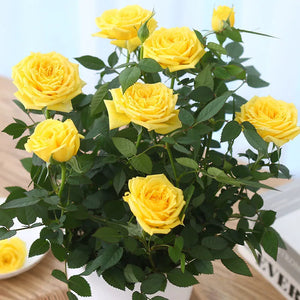 🎉40% OFF💐Beautiful Mini Rose Seeds