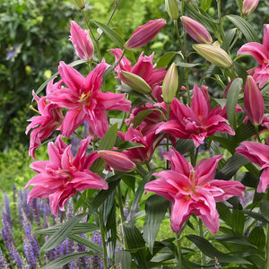 🌷Double-Flowered Perfume Lily Bulbs