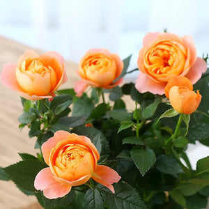 🎉40% OFF💐Beautiful Mini Rose Seeds