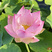 Load image into Gallery viewer, 🌸7 Days germination🌸Last Day Sale - 49% OFF💐The Sacred Bonsai Bowl Lotus Flower