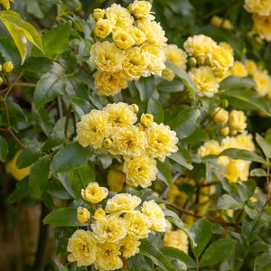 Rosa banksiae Flower Seeds