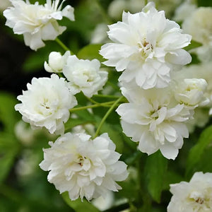 Rosa banksiae Flower Seeds