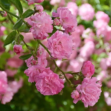 Rosa banksiae Flower Seeds