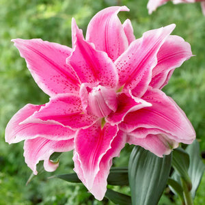 🌷Double-Flowered Perfume Lily Bulbs