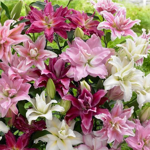 🌷Double-Flowered Perfume Lily Bulbs