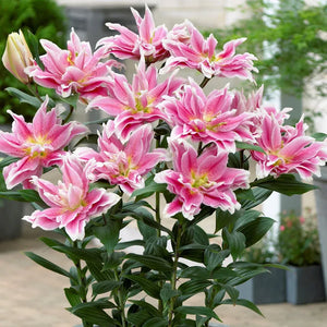 🌷Double-Flowered Perfume Lily Bulbs