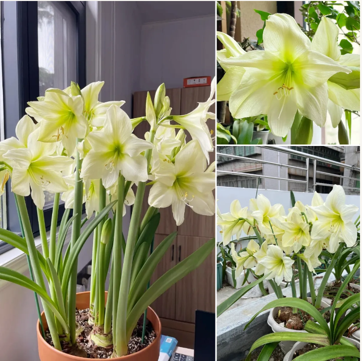 🎉Hot Sale🌷Amaryllis Bulbs