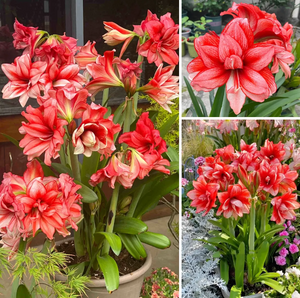 🎉Hot Sale🌷Amaryllis Bulbs