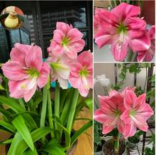 Load image into Gallery viewer, 🎉Hot Sale🌷Amaryllis Bulbs